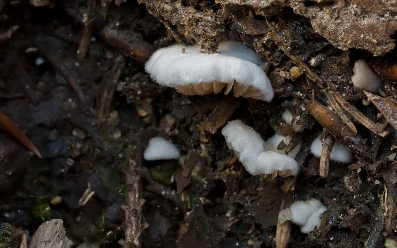 Crepidotus versutus